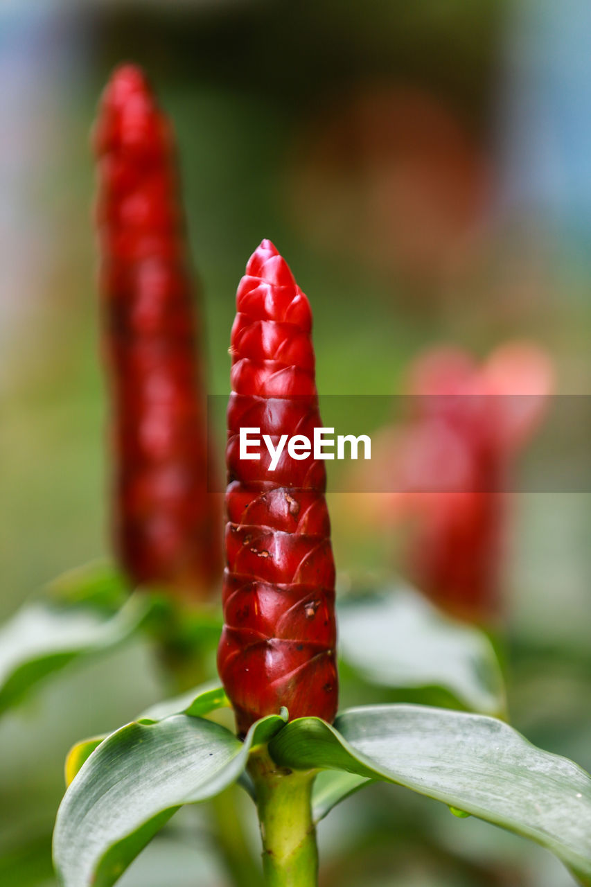 Close-up of red chili peppers on plant