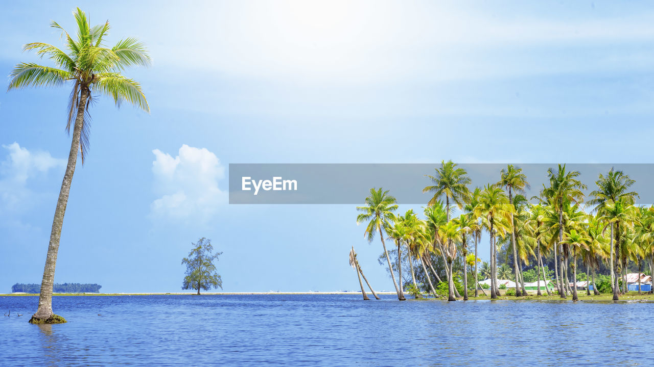 Scenic view of tropical island with coconut palm trees in a beautiful day