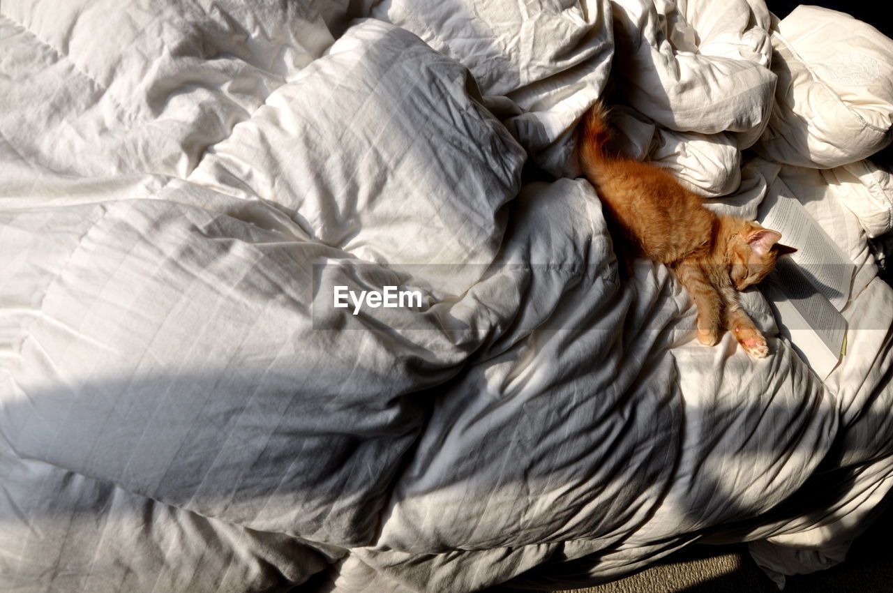 High angle view of cat relaxing on bed at home