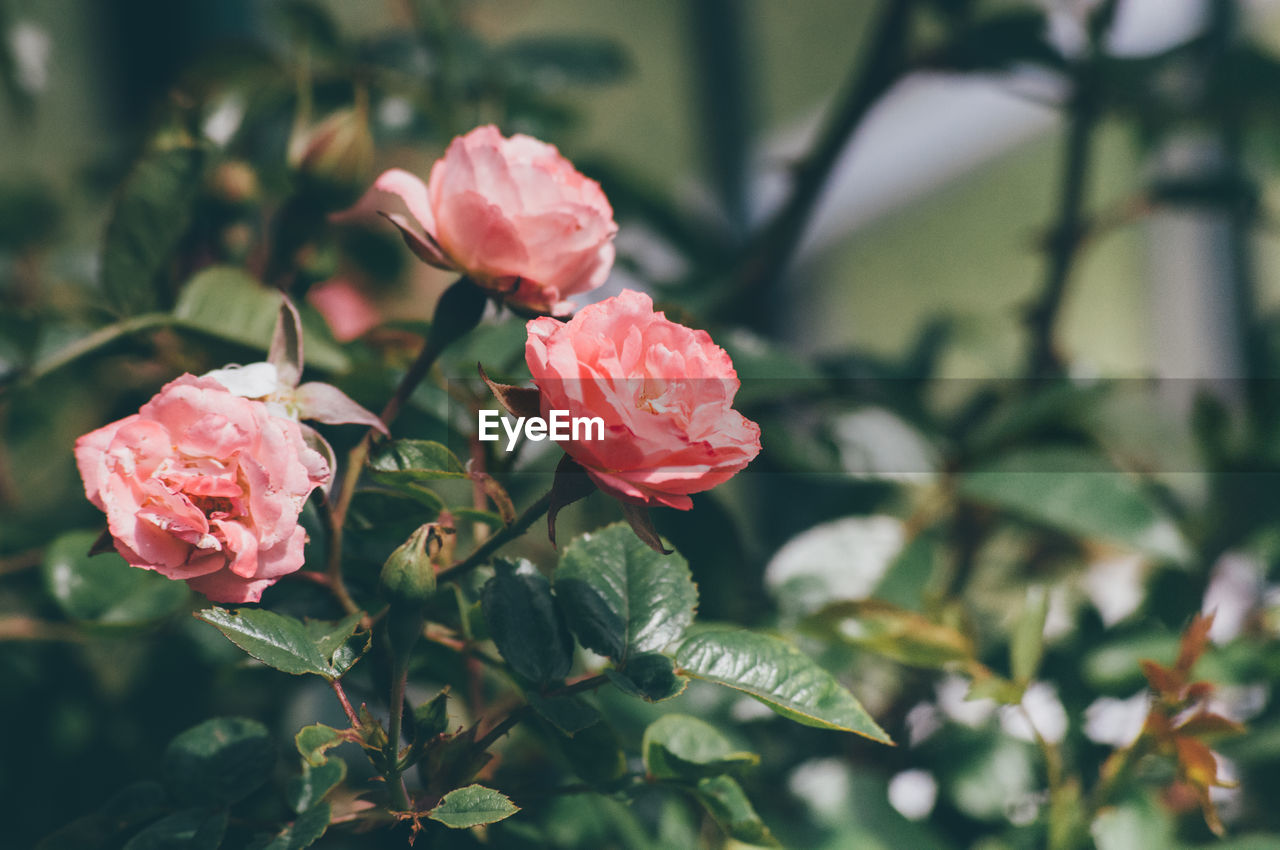 Close-up of pink roses