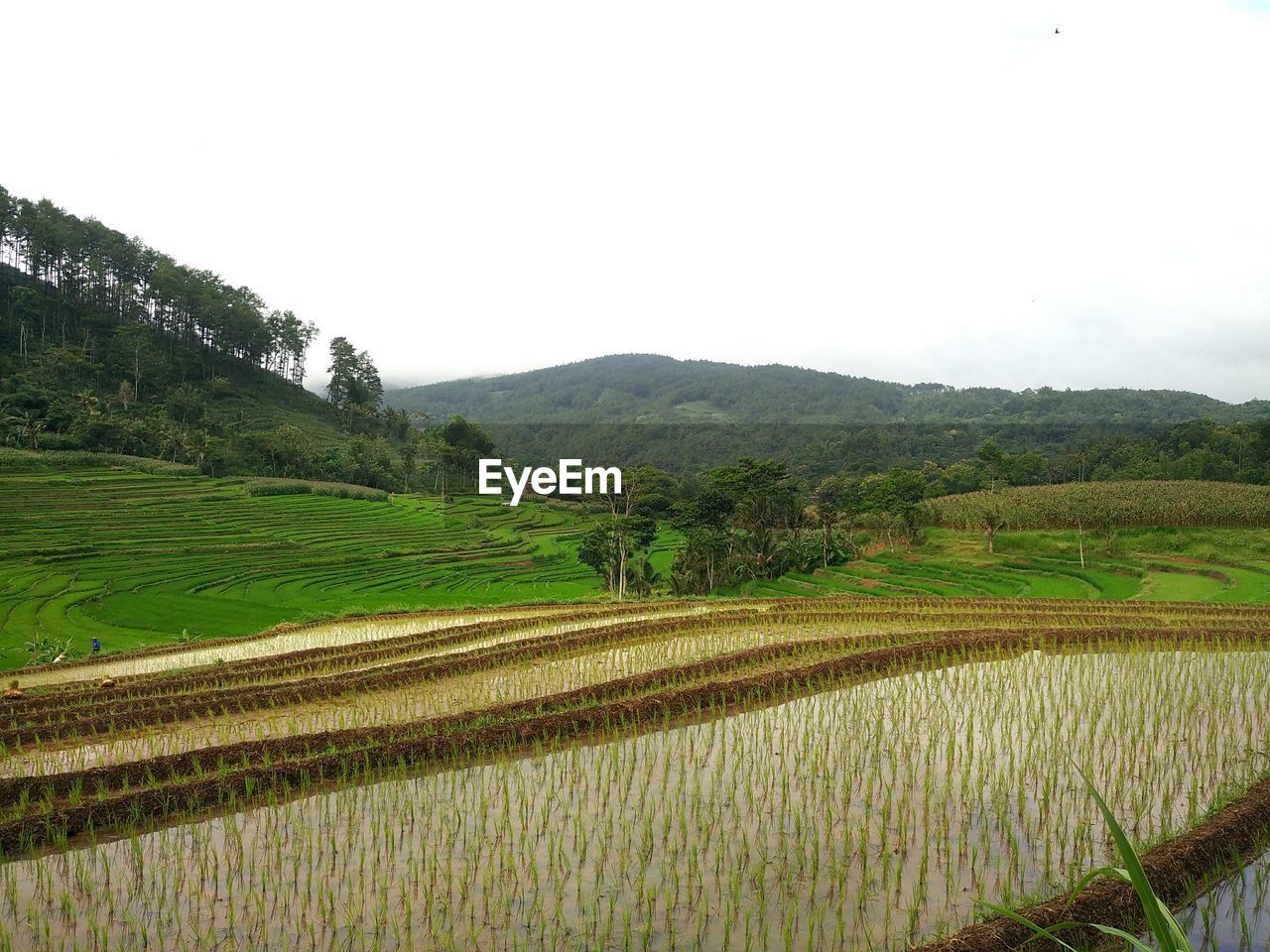 SCENIC VIEW OF RICE PADDY AGAINST SKY