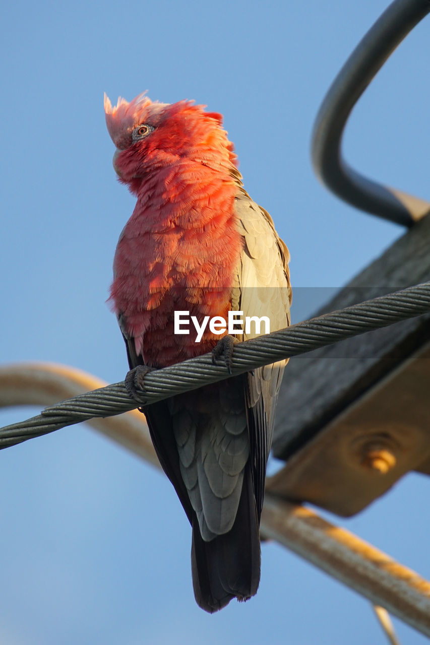 LOW ANGLE VIEW OF BIRD PERCHING ON RED AGAINST SKY