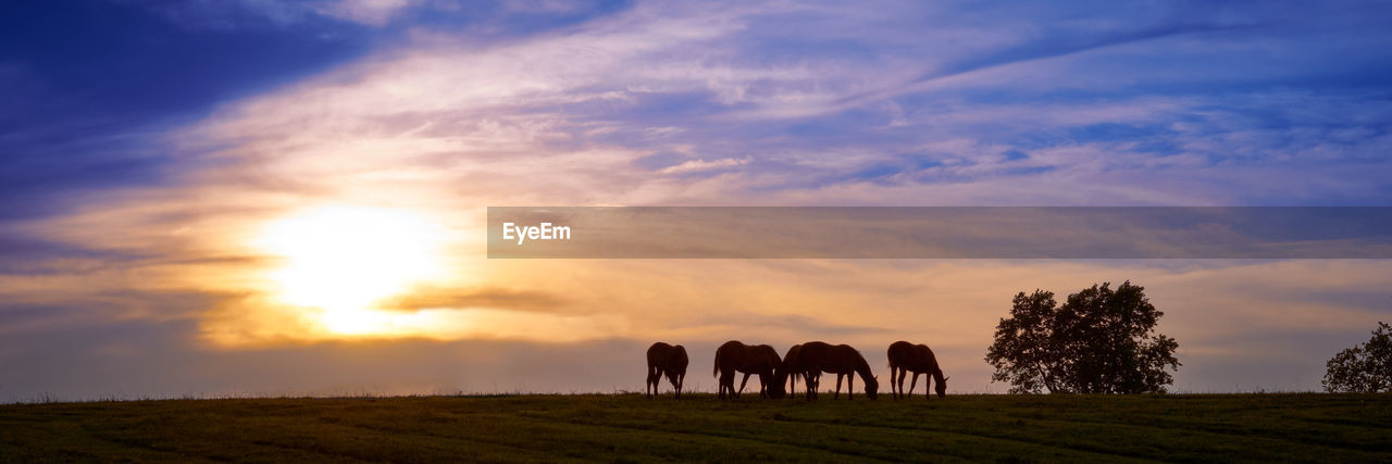 Horses grazing on land during sunset