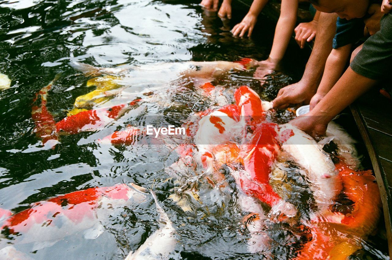 High angle view of people with koi carps swimming in pond