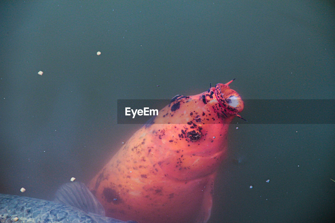 CLOSE-UP OF FISH SWIMMING UNDERWATER