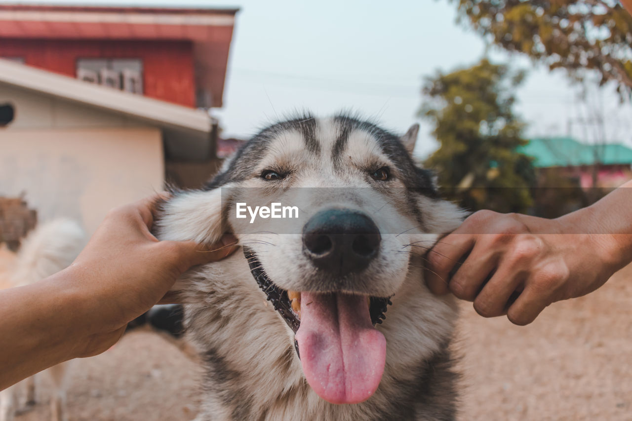 Cropped hands of person holding dog