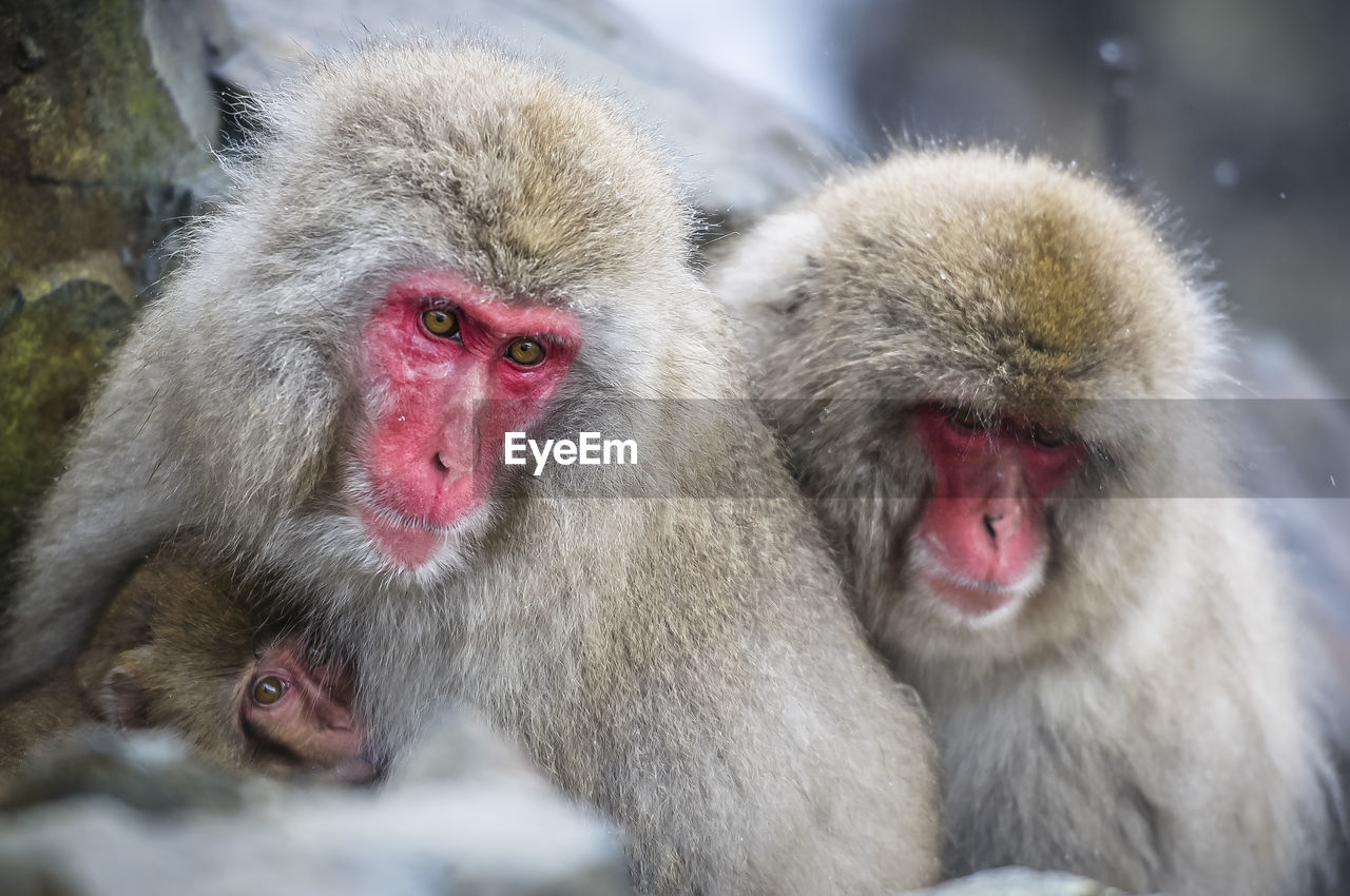 Japanese macaques in hot spring