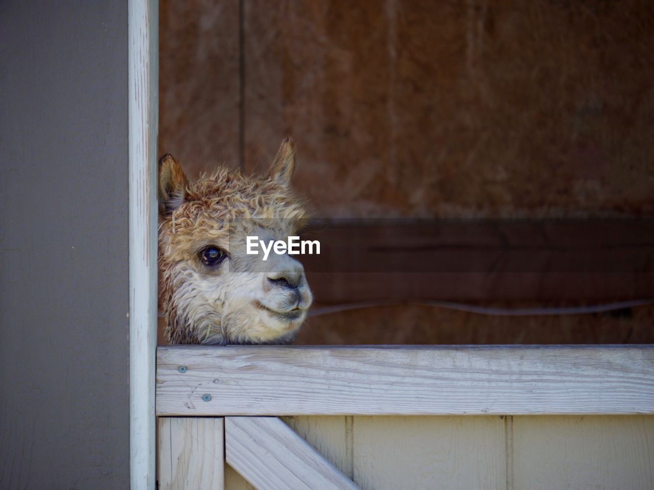 Close-up of alpaca looking through window
