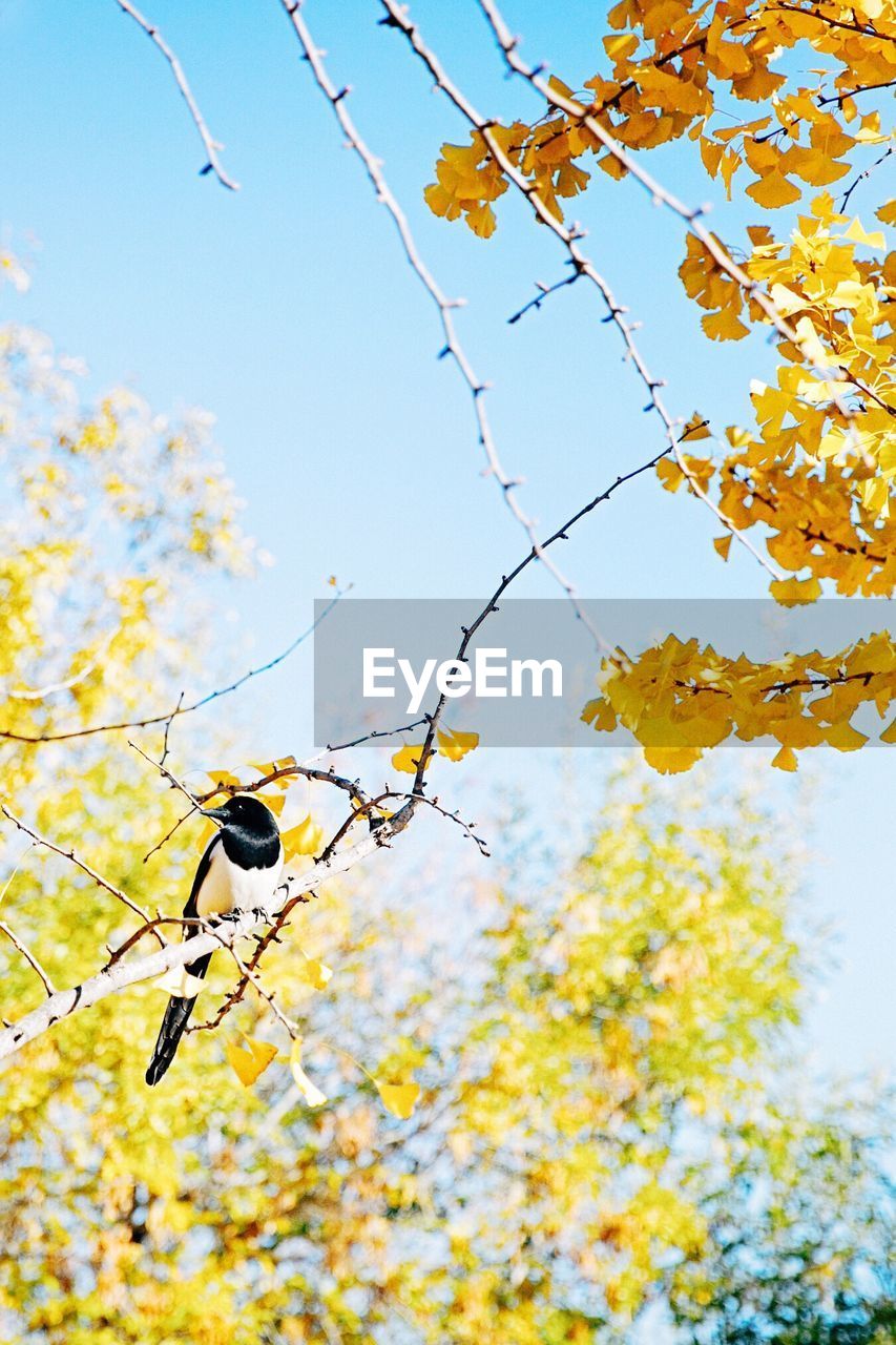 LOW ANGLE VIEW OF YELLOW AND TREE BRANCH