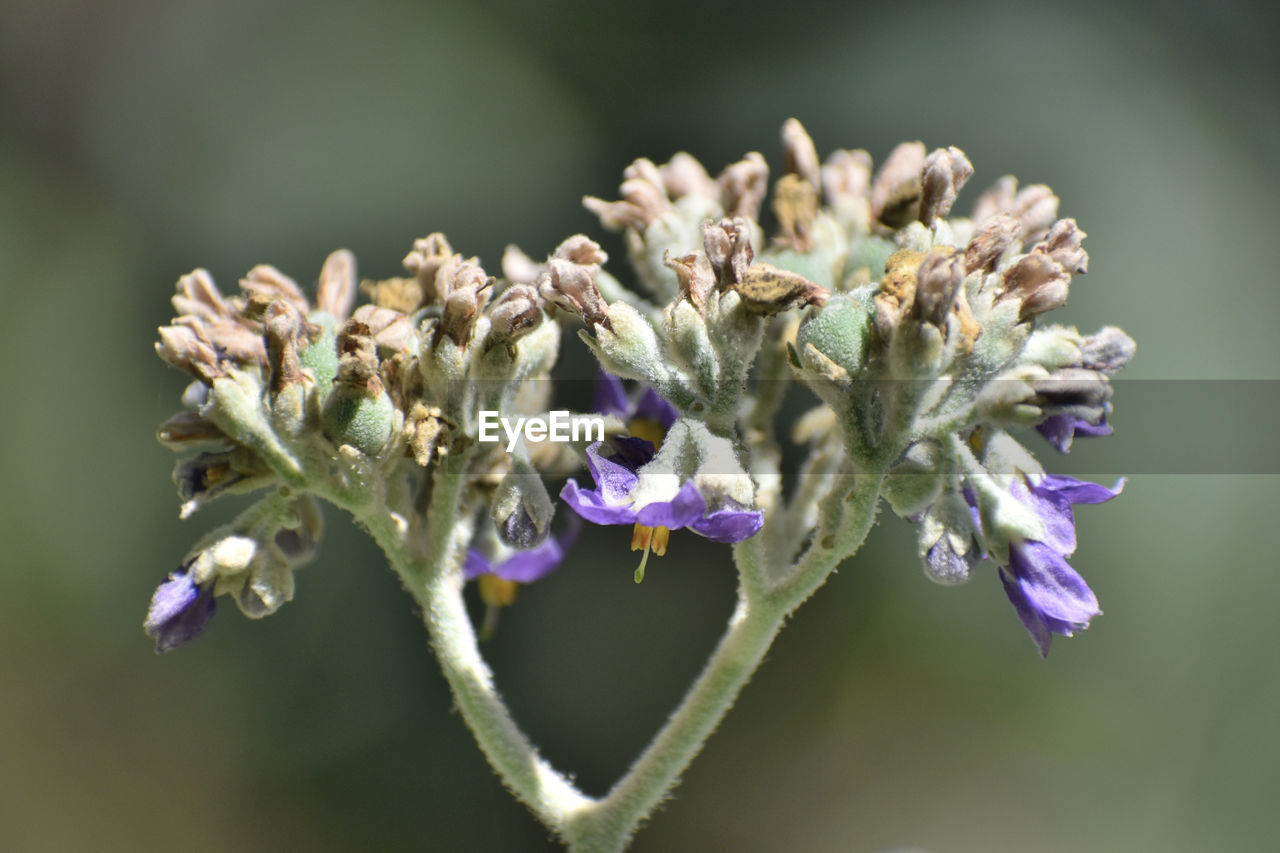 flower, flowering plant, plant, macro photography, beauty in nature, nature, freshness, close-up, fragility, purple, wildflower, lavender, herb, focus on foreground, petal, growth, flower head, no people, blossom, inflorescence, plant stem, outdoors, selective focus, springtime, botany, animal wildlife, day, branch