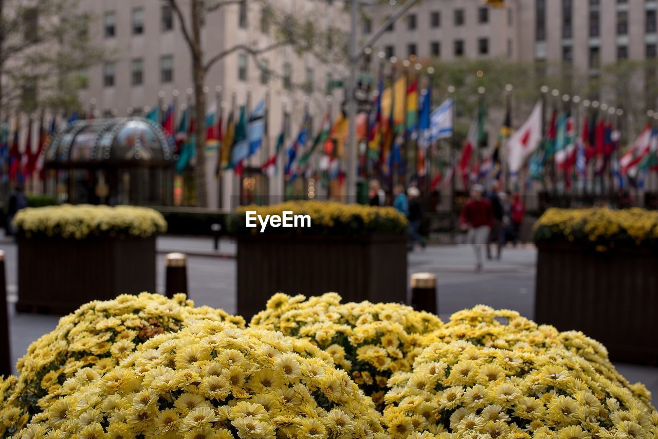 Yellow flowers in market for sale