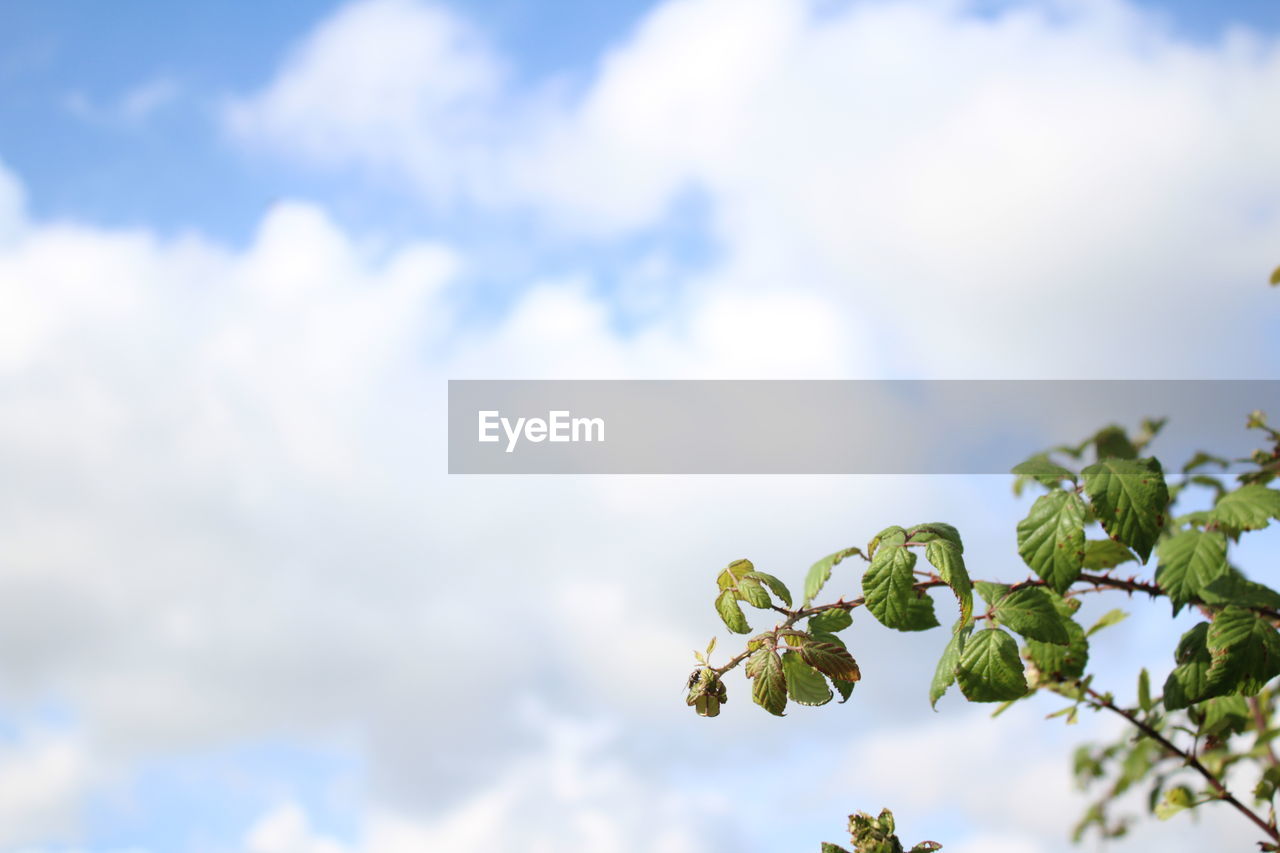 Low angle view of plant against cloudy sky