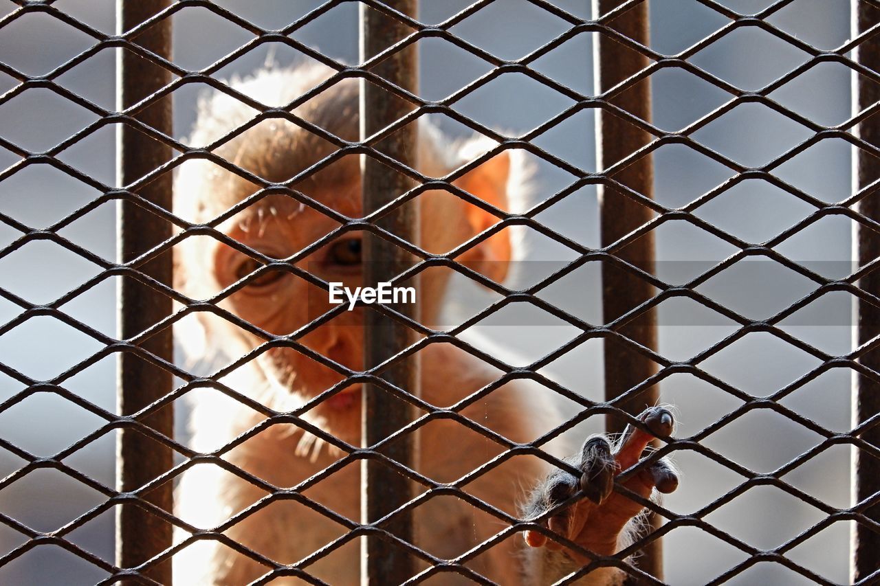 CLOSE-UP OF CHAINLINK FENCE AGAINST BLURRED BACKGROUND SEEN THROUGH METAL