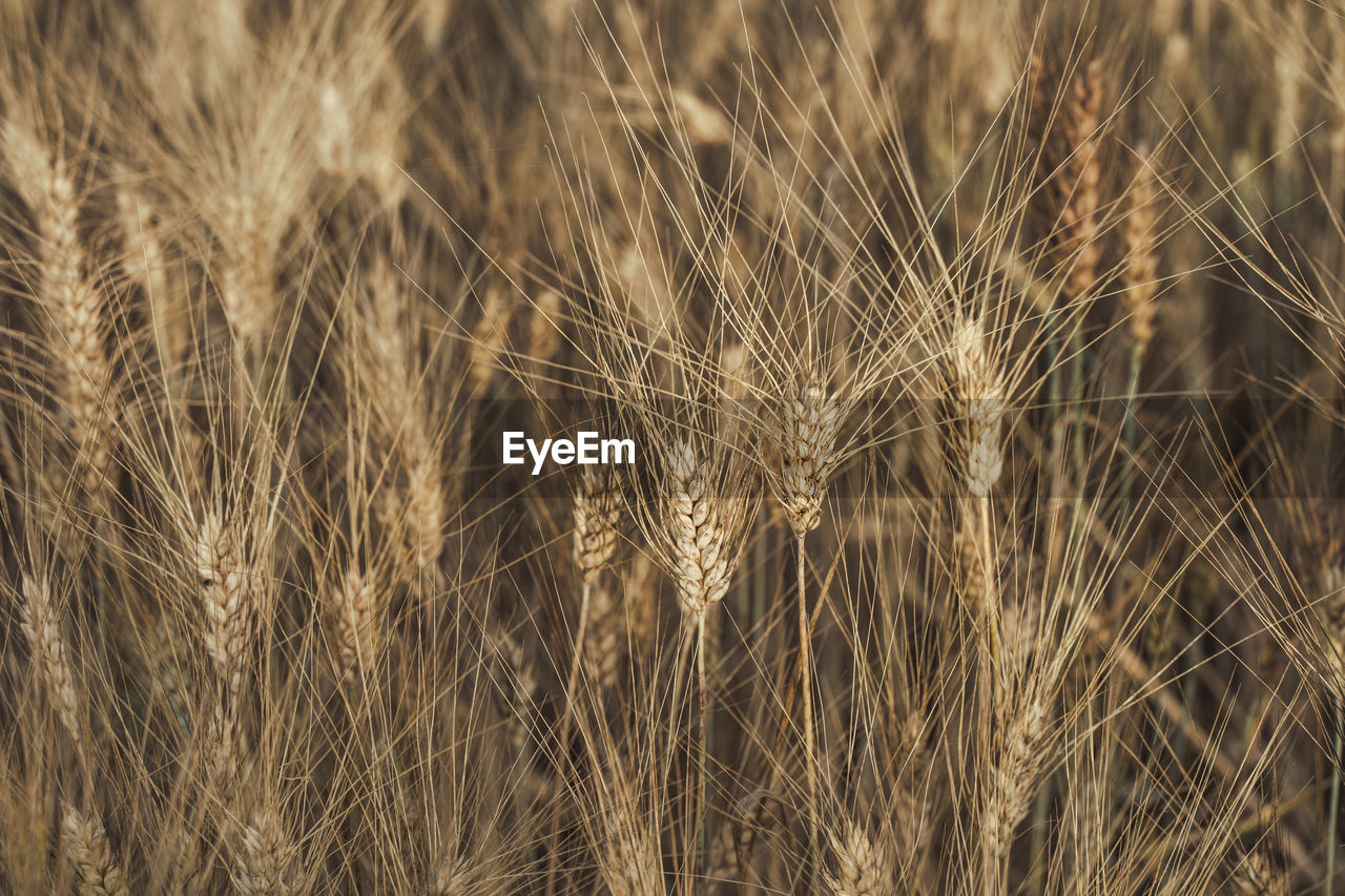 Close-up of wheat growing on field