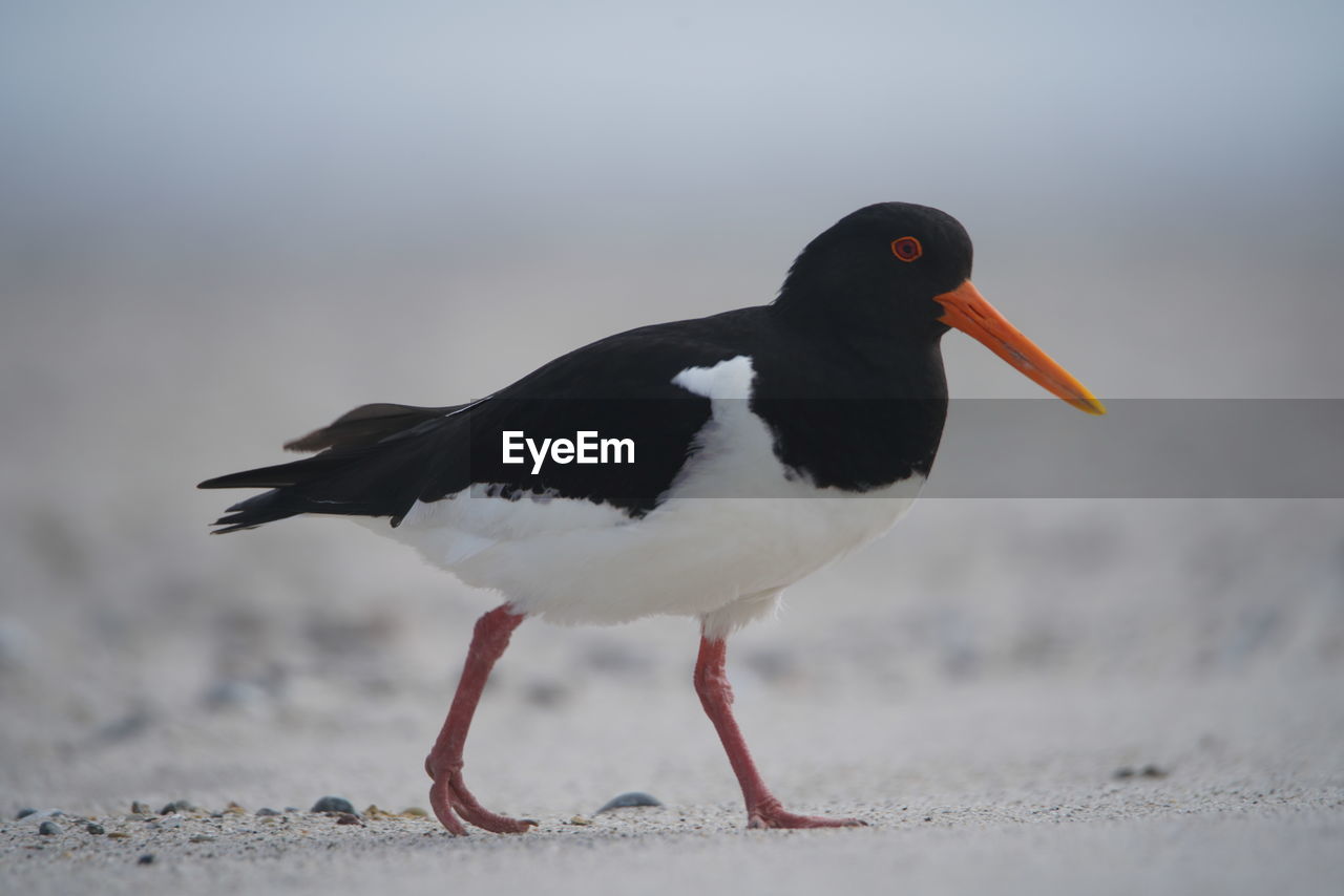 CLOSE-UP OF A BIRD