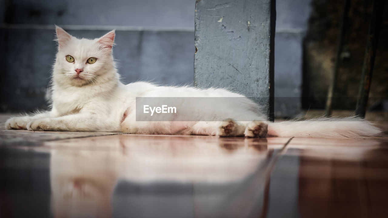 Surface level of cat sitting on tiled floor at home