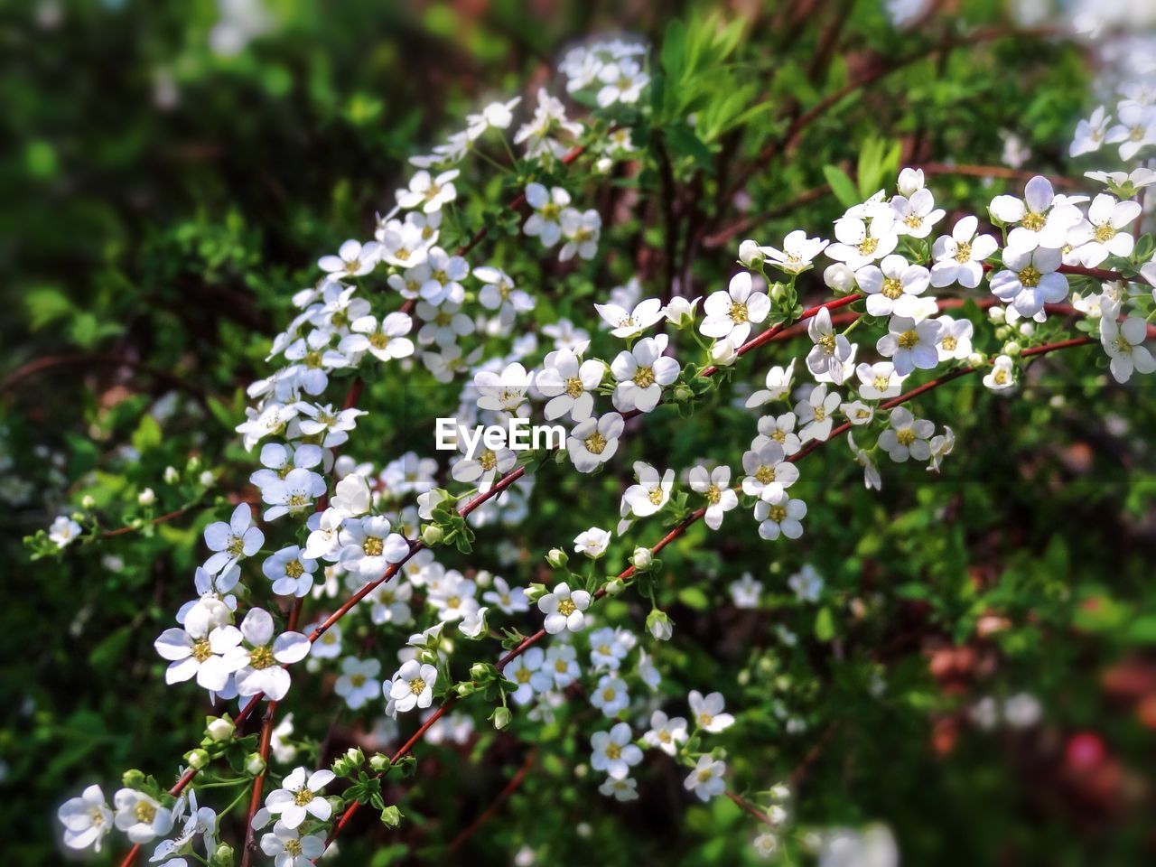 Close-up of white cherry blossoms in spring