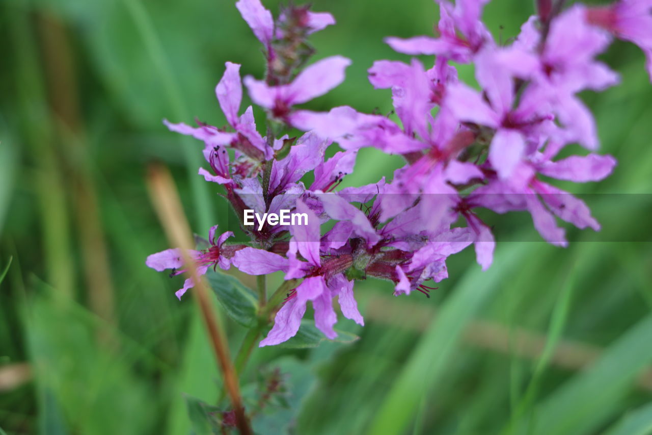 Close-up of pink flowering plant