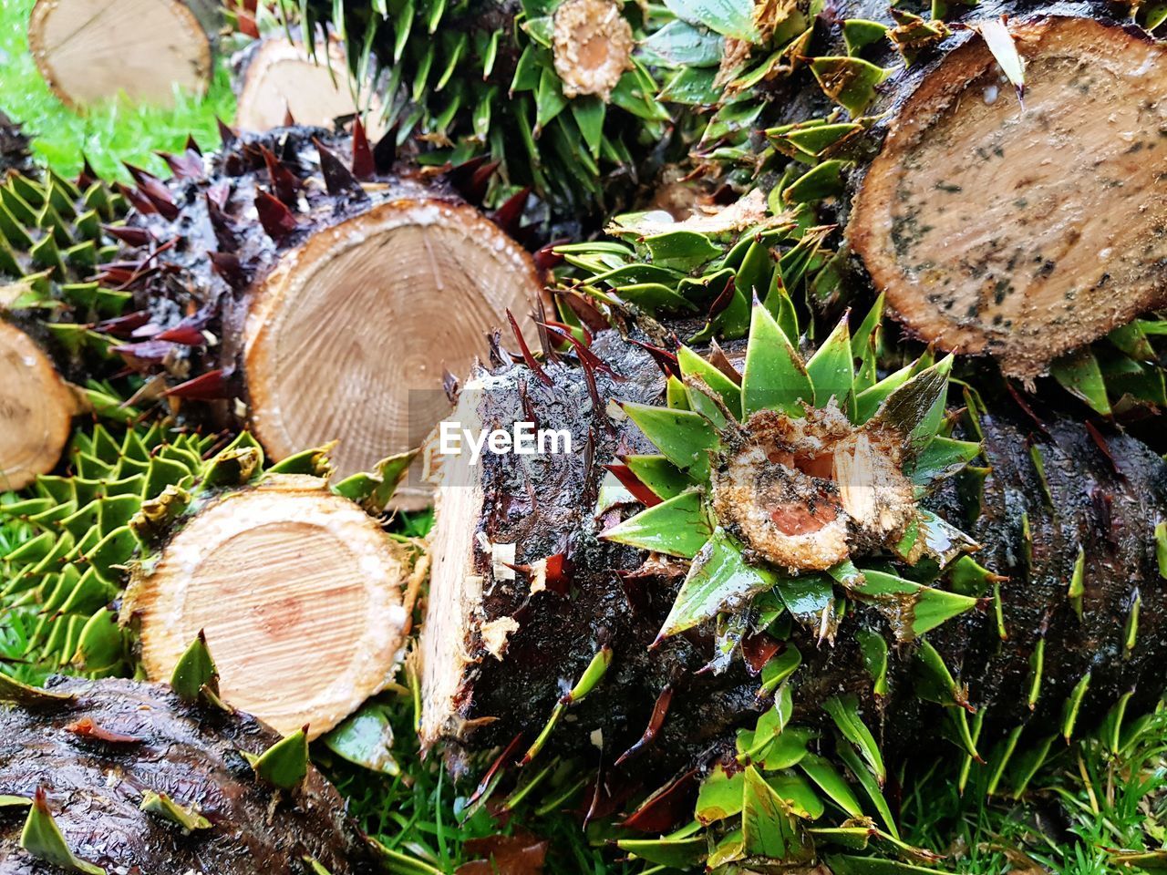 CLOSE-UP OF MUSHROOMS GROWING IN FOREST