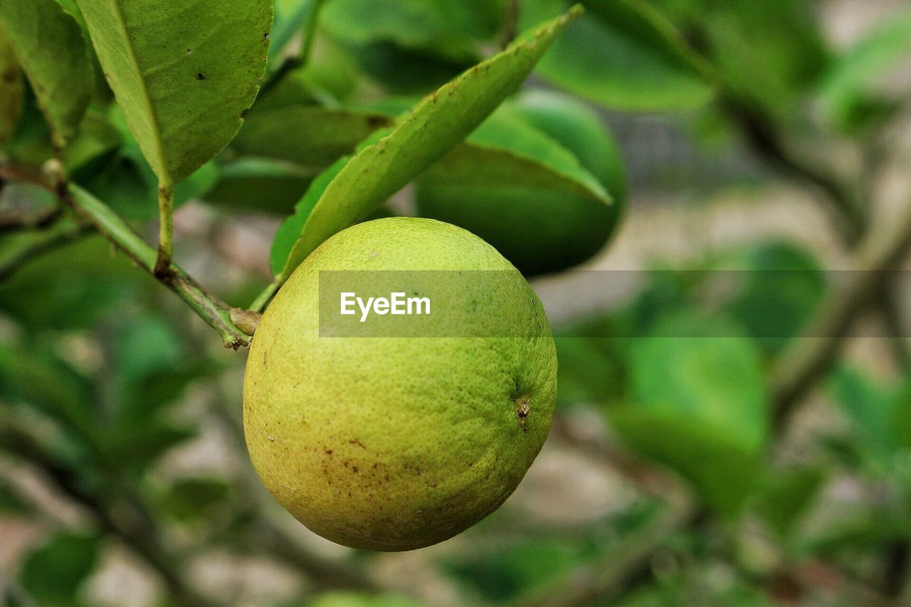 CLOSE-UP OF FRUIT GROWING ON TREE