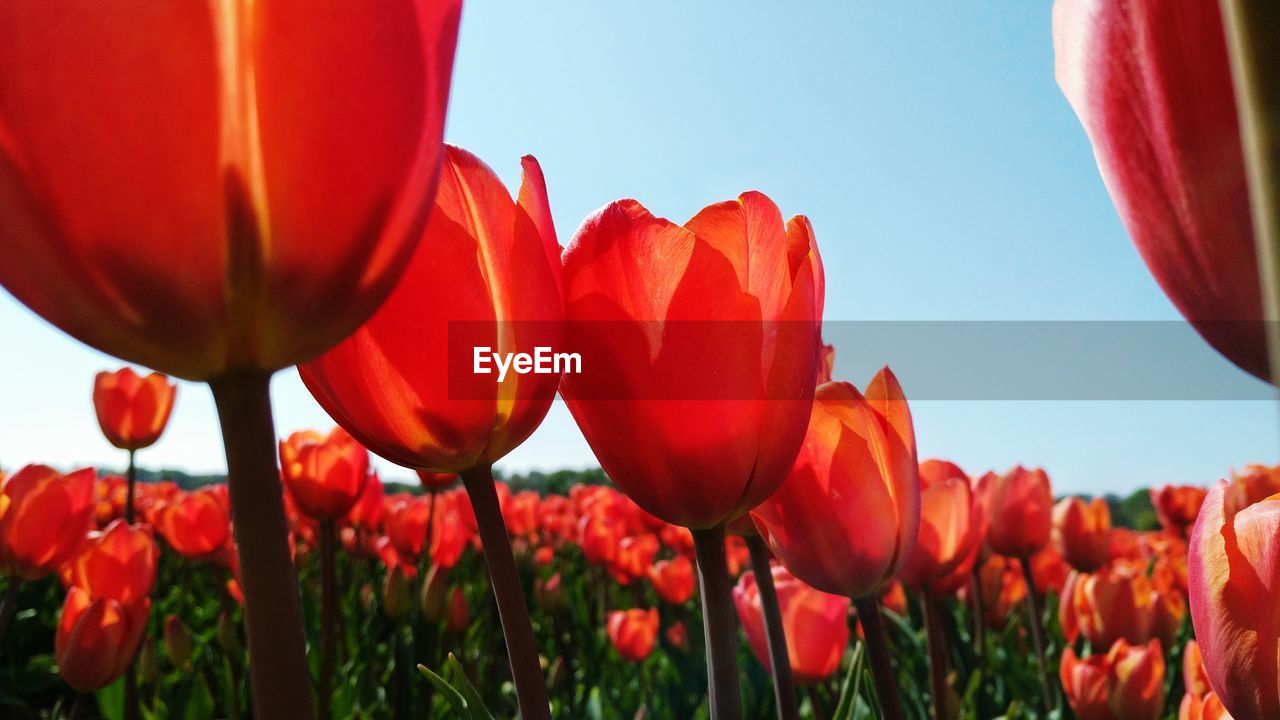 Close-up of red poppies blooming in field against clear sky