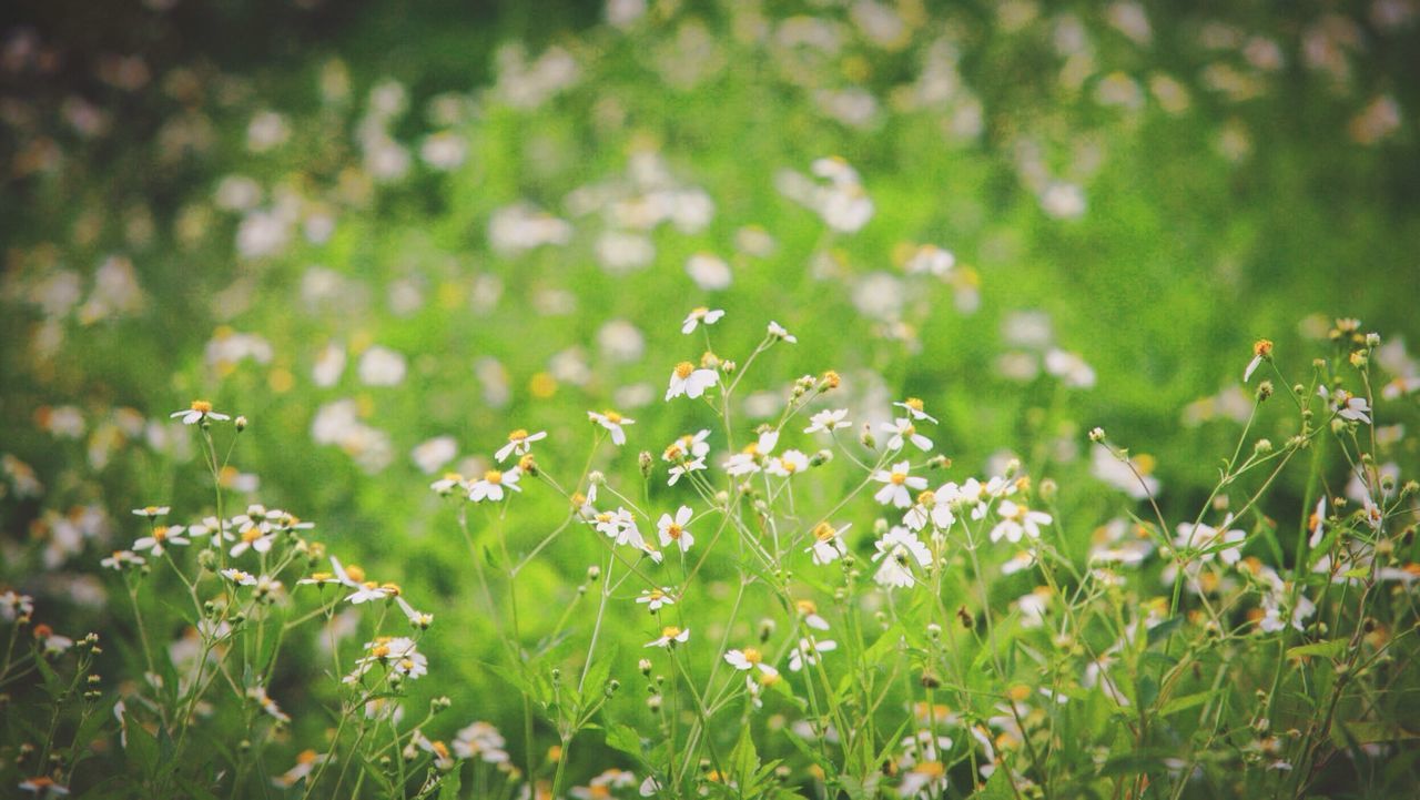 Close-up of flowers blooming on grassy field