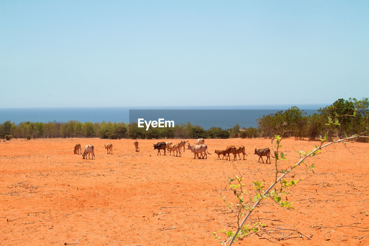 VIEW OF SHEEP IN A ROW