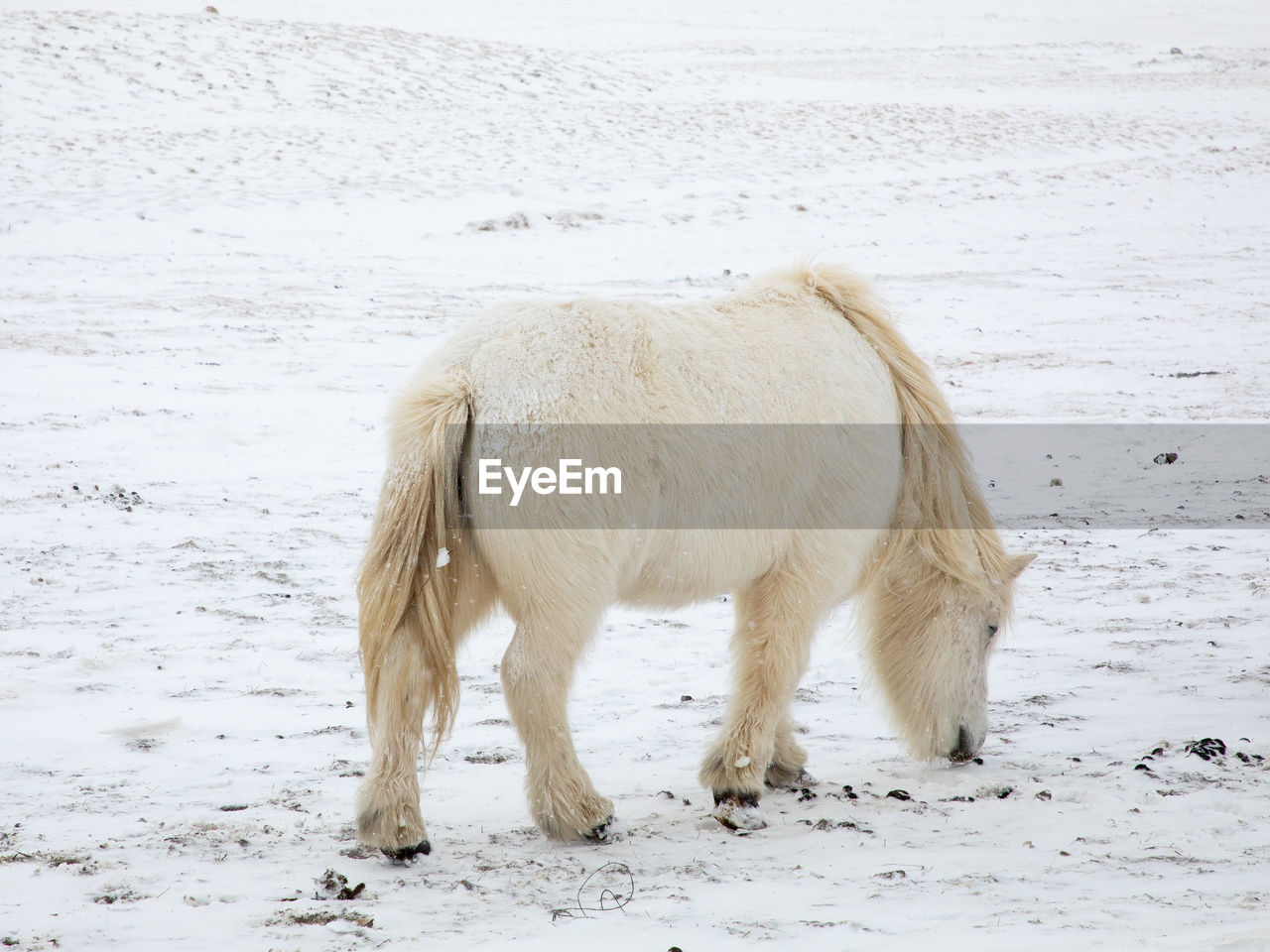 White icelandic horse standing on snow covered land