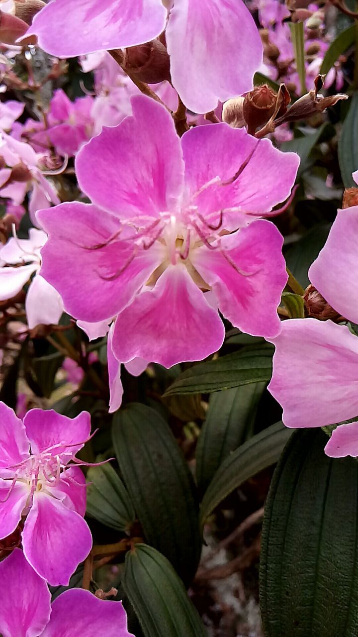 CLOSE-UP OF PINK MAGNOLIA FLOWERS