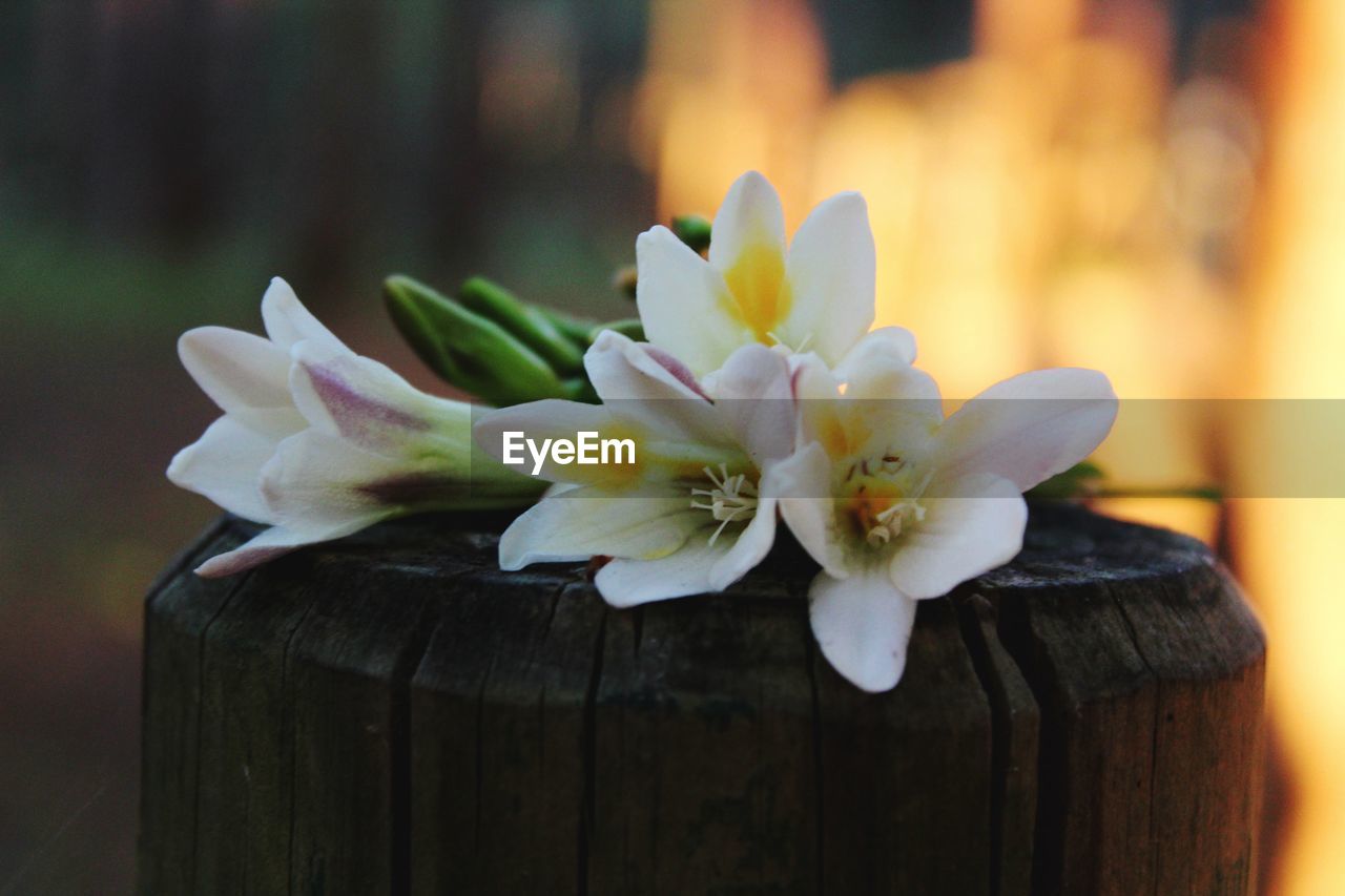 CLOSE-UP OF WHITE FLOWERING PLANTS