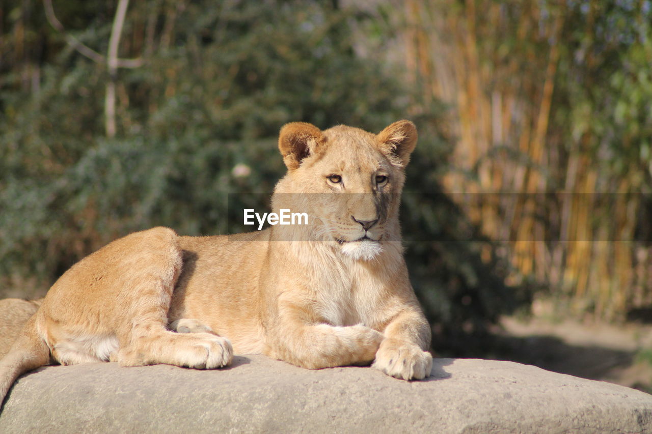 lioness in zoo