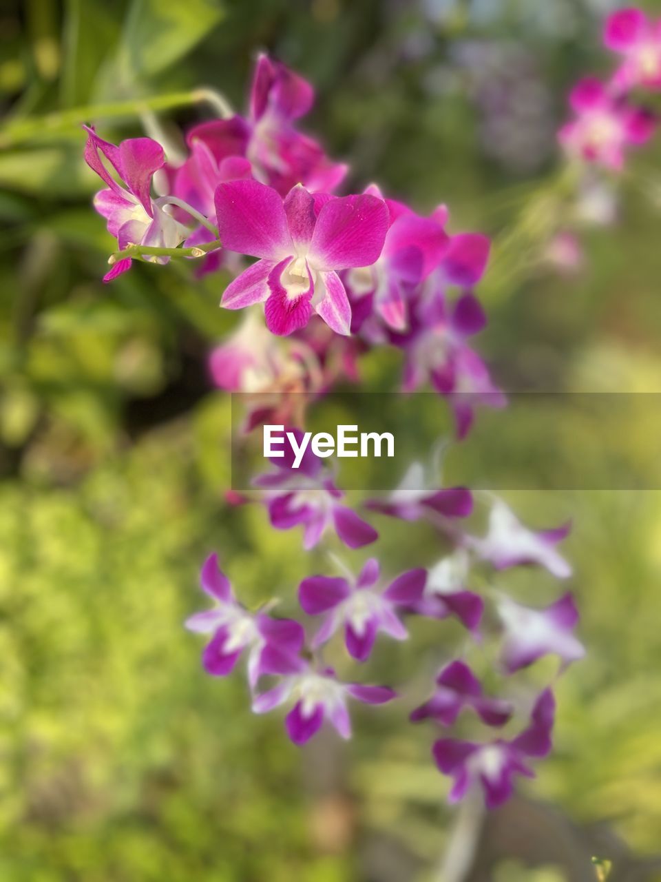 flower, flowering plant, plant, beauty in nature, freshness, fragility, close-up, purple, pink, nature, petal, growth, flower head, inflorescence, focus on foreground, no people, wildflower, selective focus, blossom, outdoors, springtime, day, botany, plant part
