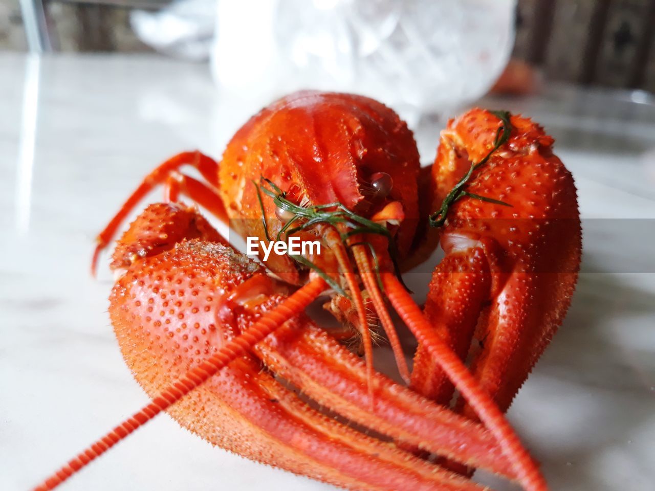 Close-up of crab on table