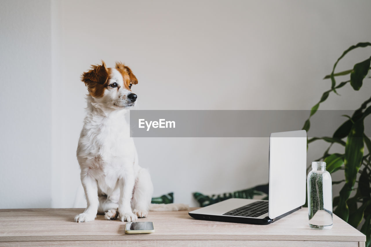 Cute small dog at home working on laptop. technology and working from home concept