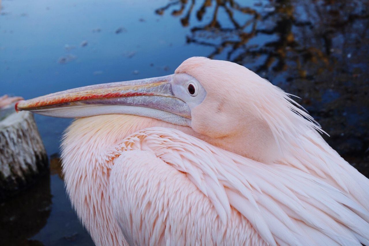 CLOSE-UP OF PELICAN ON WATER