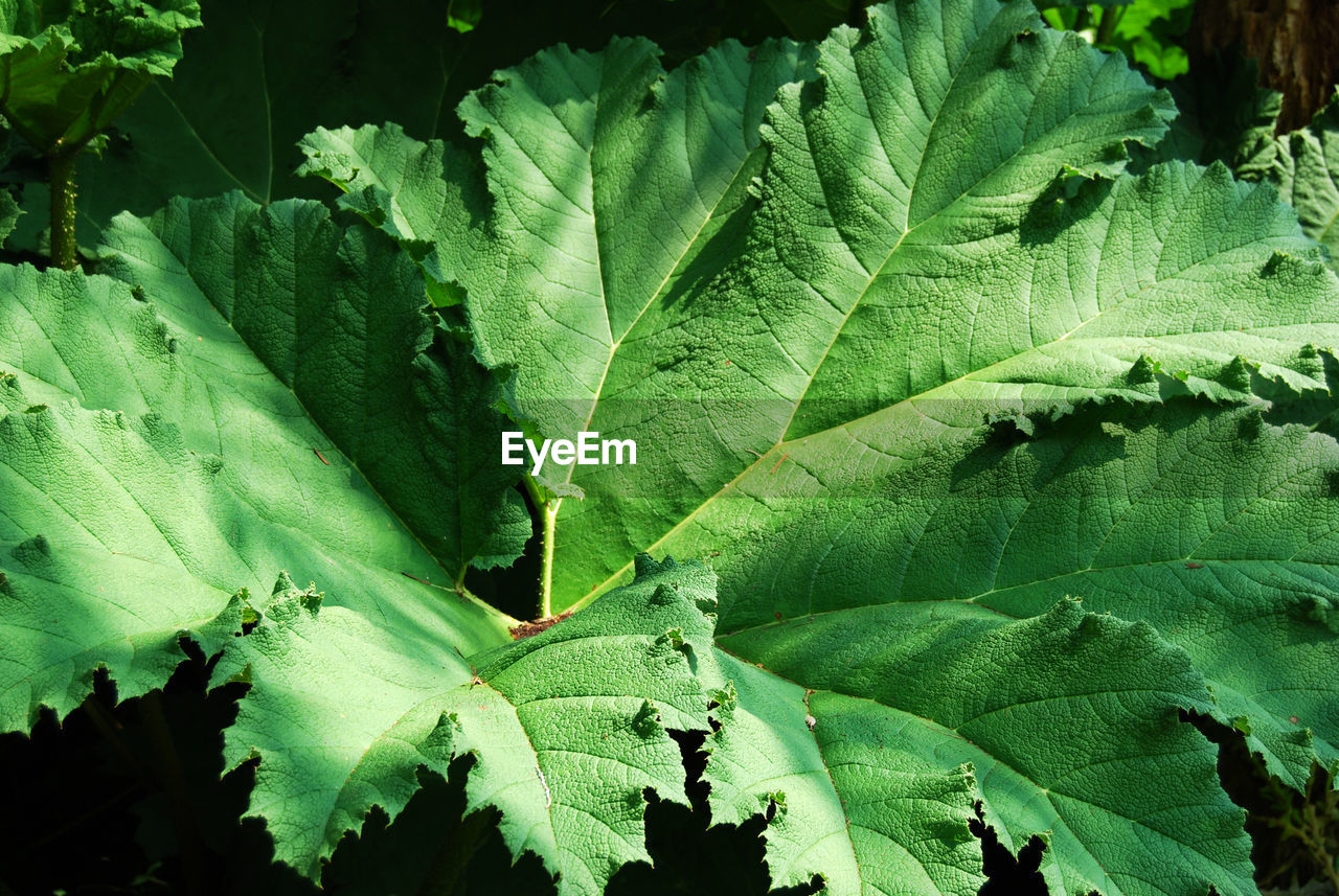 Large green leaves