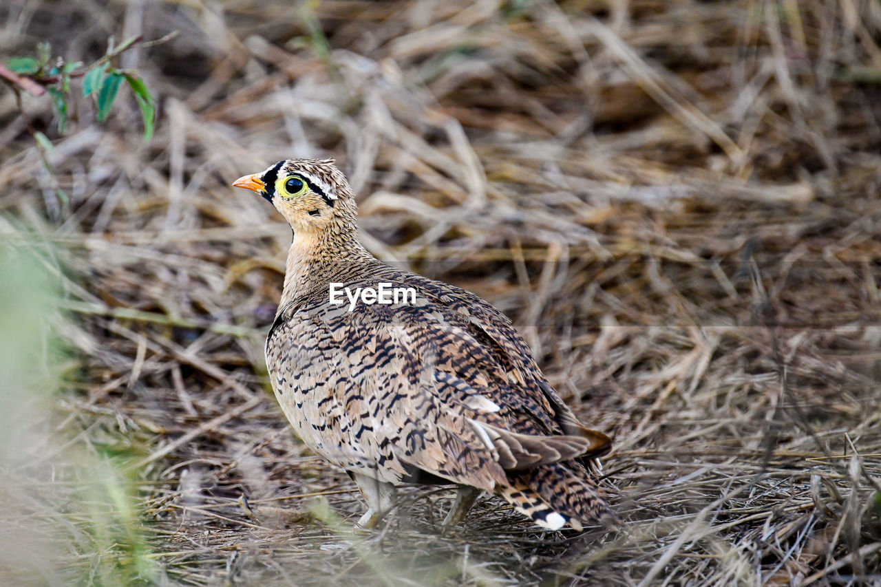 CLOSE-UP SIDE VIEW OF A BIRD ON FIELD