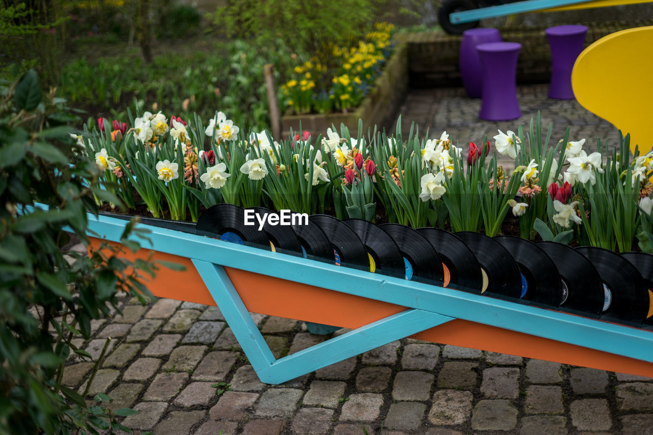 CLOSE-UP OF TULIP FLOWERS IN GARDEN