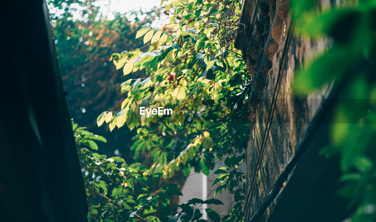 green, sunlight, plant, nature, tree, leaf, growth, light, day, no people, plant part, outdoors, flower, branch, beauty in nature, forest, blue, close-up, reflection, tree trunk, trunk, jungle, land