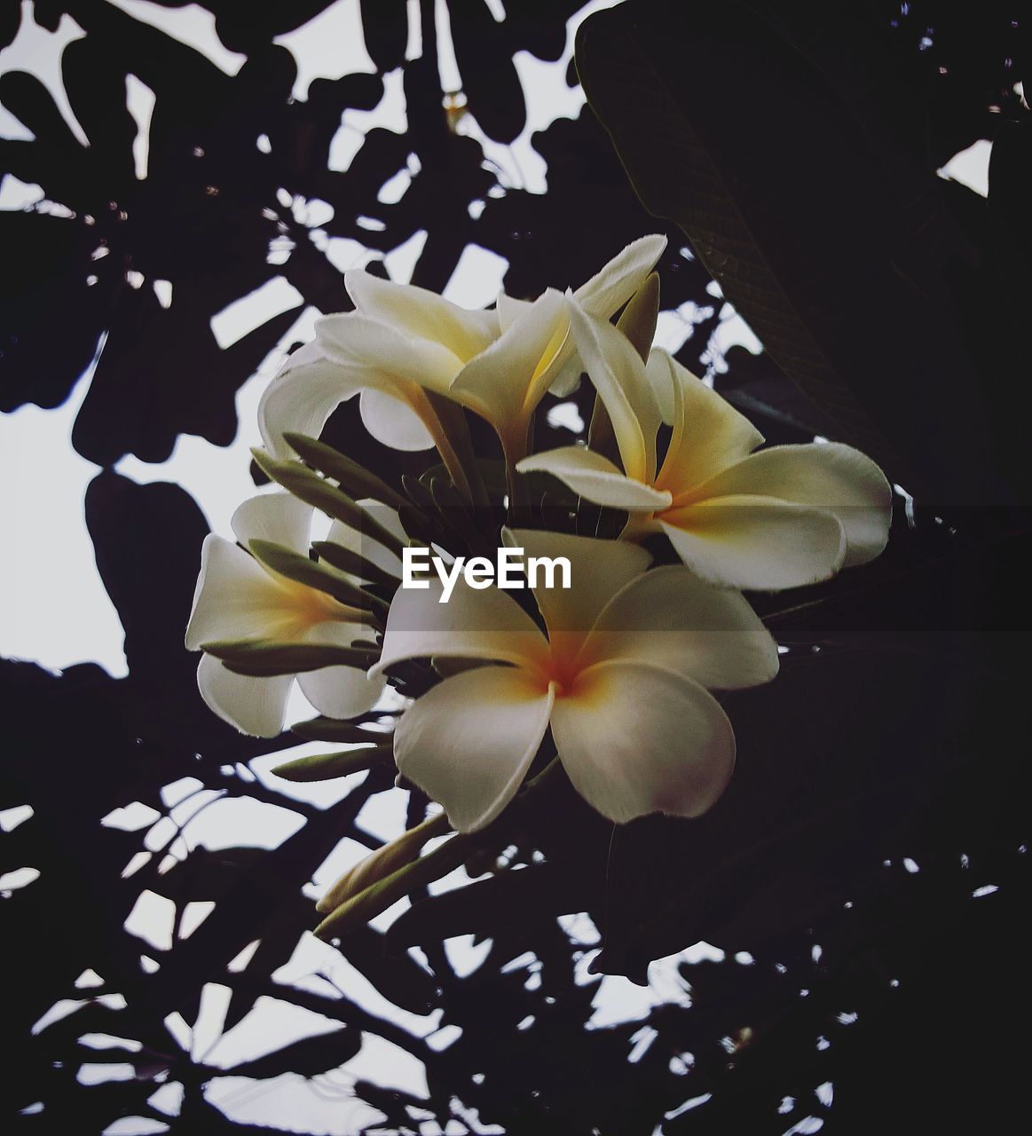 CLOSE-UP OF FRANGIPANI FLOWERS OUTDOORS