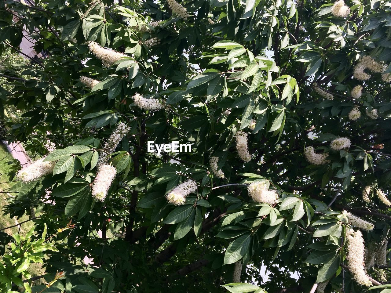 LOW ANGLE VIEW OF TREE