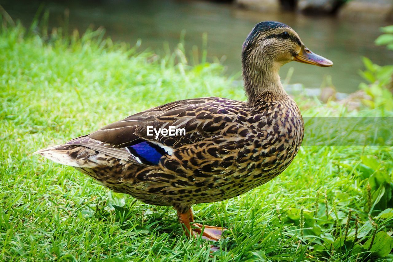 Close-up of mallard duck on green field