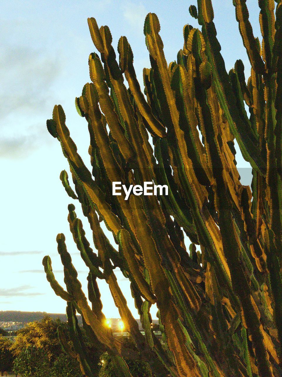 LOW ANGLE VIEW OF SUCCULENT PLANT ON SUNNY DAY