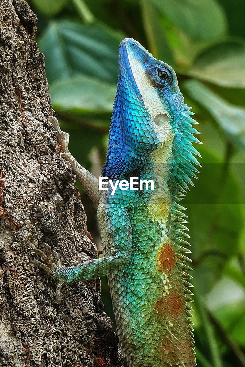 CLOSE-UP OF A LIZARD ON TREE BRANCH