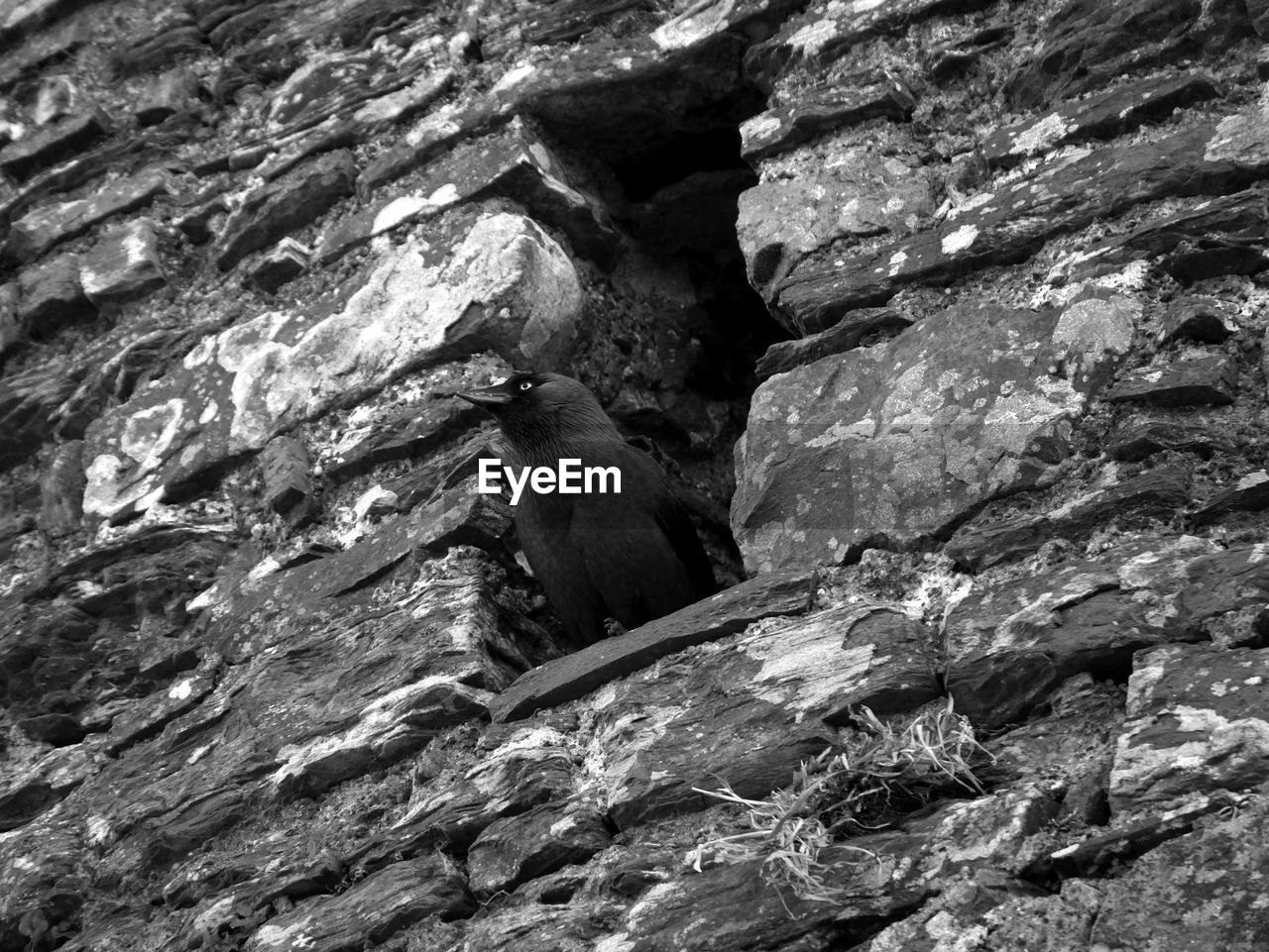 Close-up of bird perching amidst wall