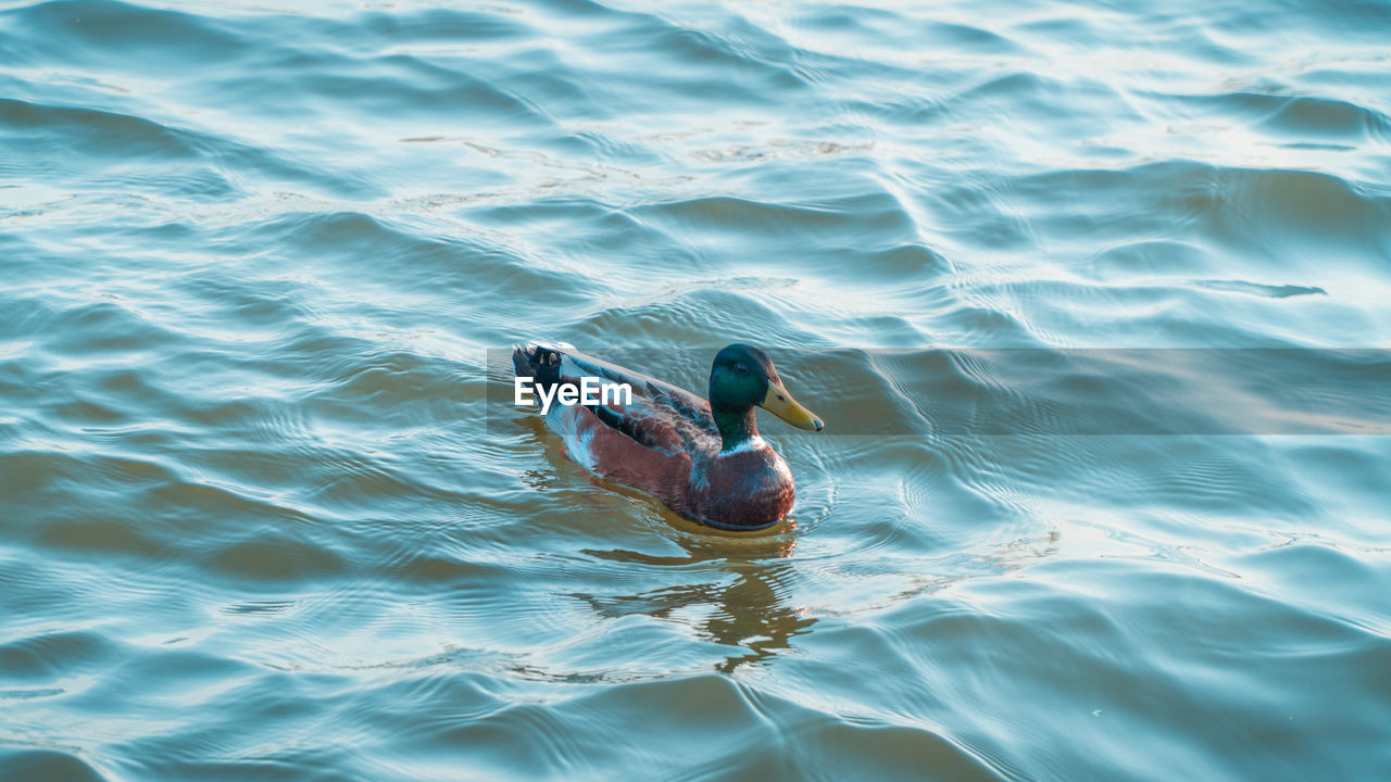 High angle view of duck swimming in lake