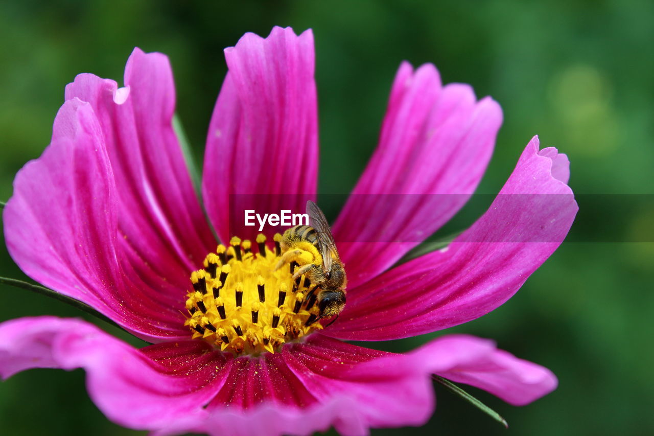 CLOSE-UP OF PURPLE CONEFLOWER