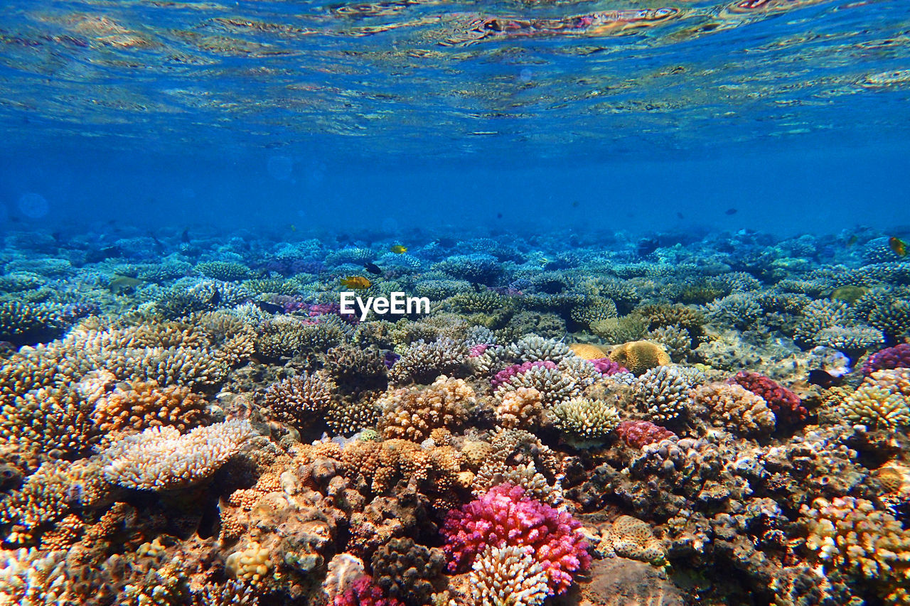 VIEW OF CORAL SWIMMING UNDERWATER