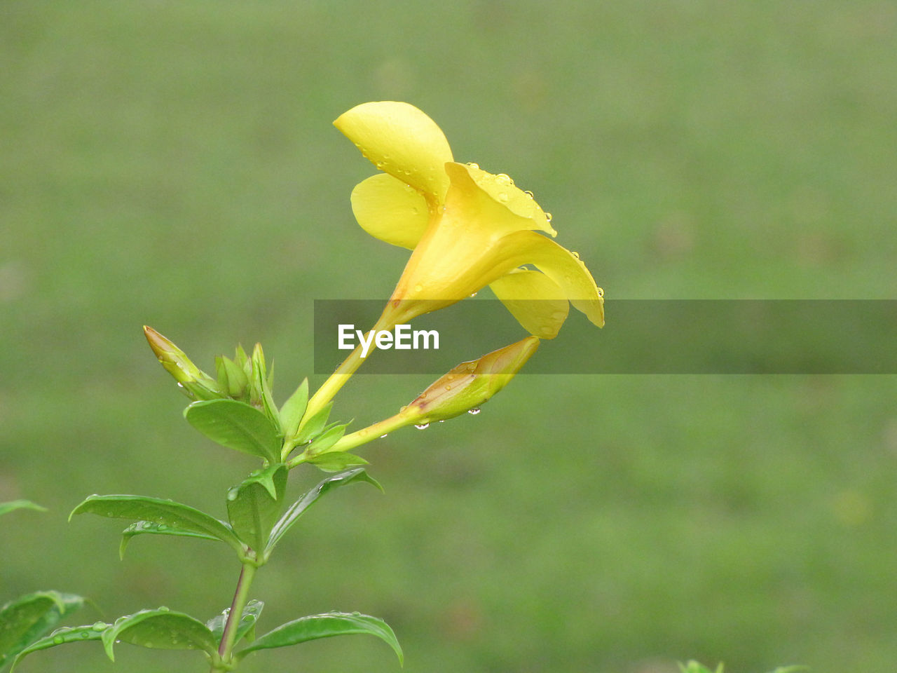 CLOSE-UP OF YELLOW FLOWER ON PLANT