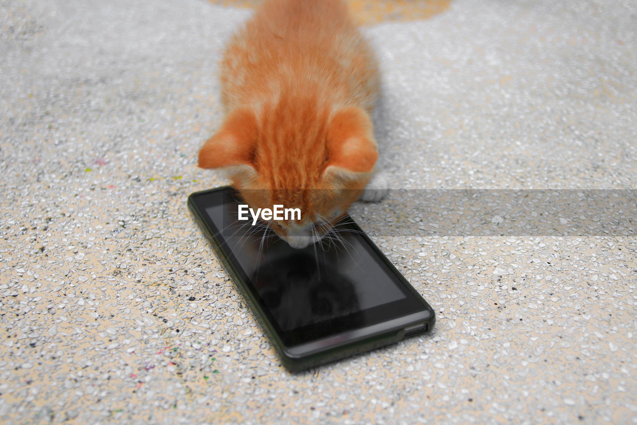 HIGH ANGLE VIEW OF CAT BY STREET